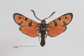 Vorschaubild Zygaena (Agrumenia) hilaris lucifera Reiss, 1936